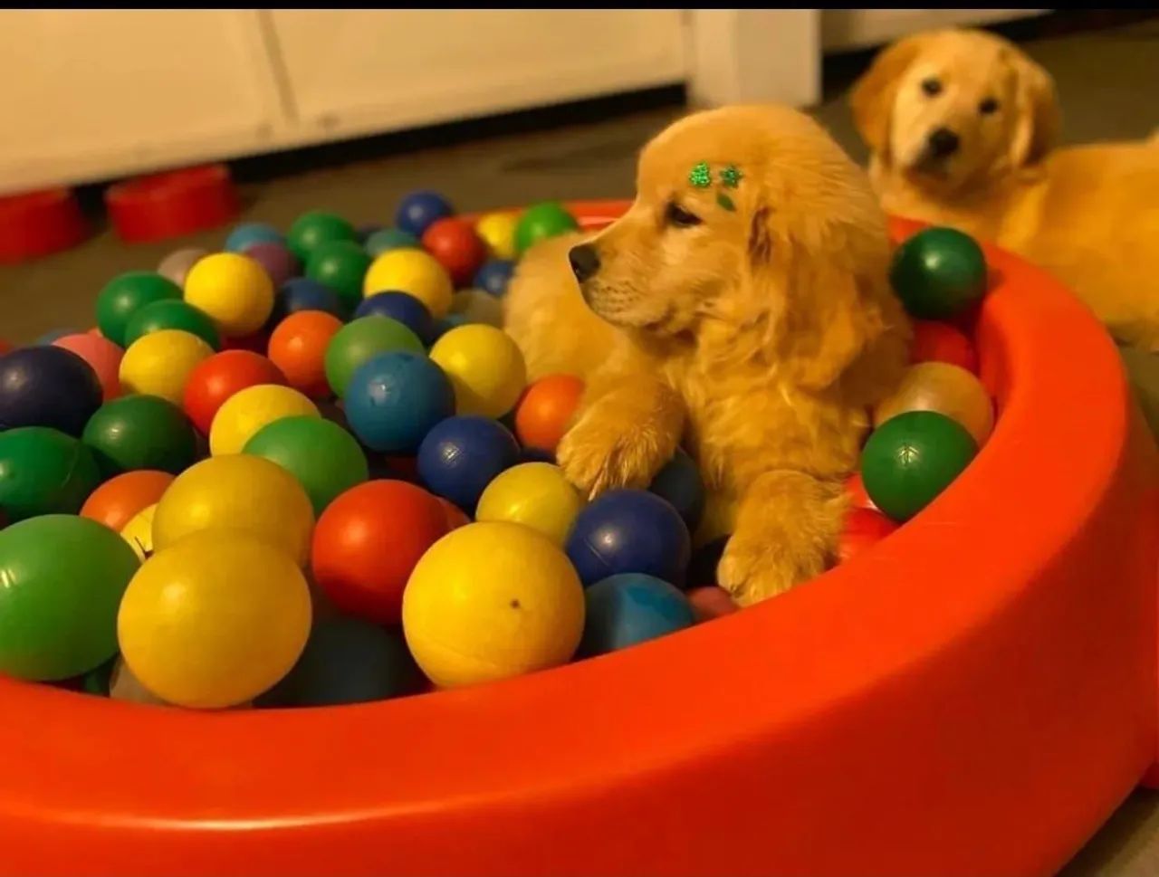 Golden Retriever filhote alegre