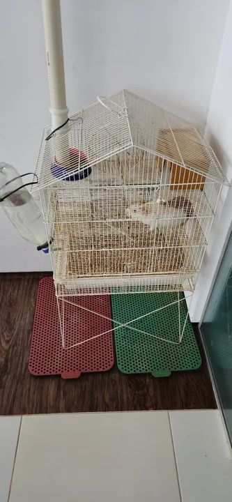 Porquinho da Índia com Gaiola - Foto 5