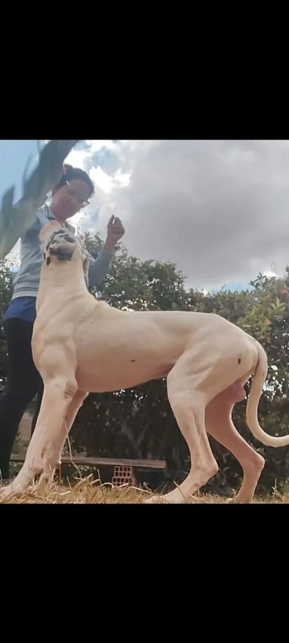 Filhote Dogue Alemão Fêmea Blue  - Foto 6