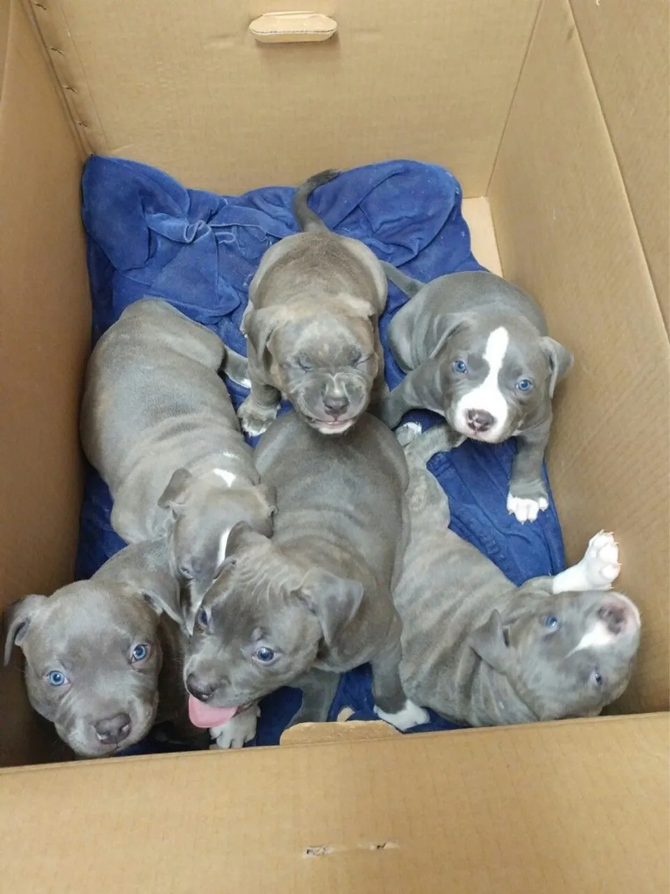 Filhotes de Pitbull para adoção