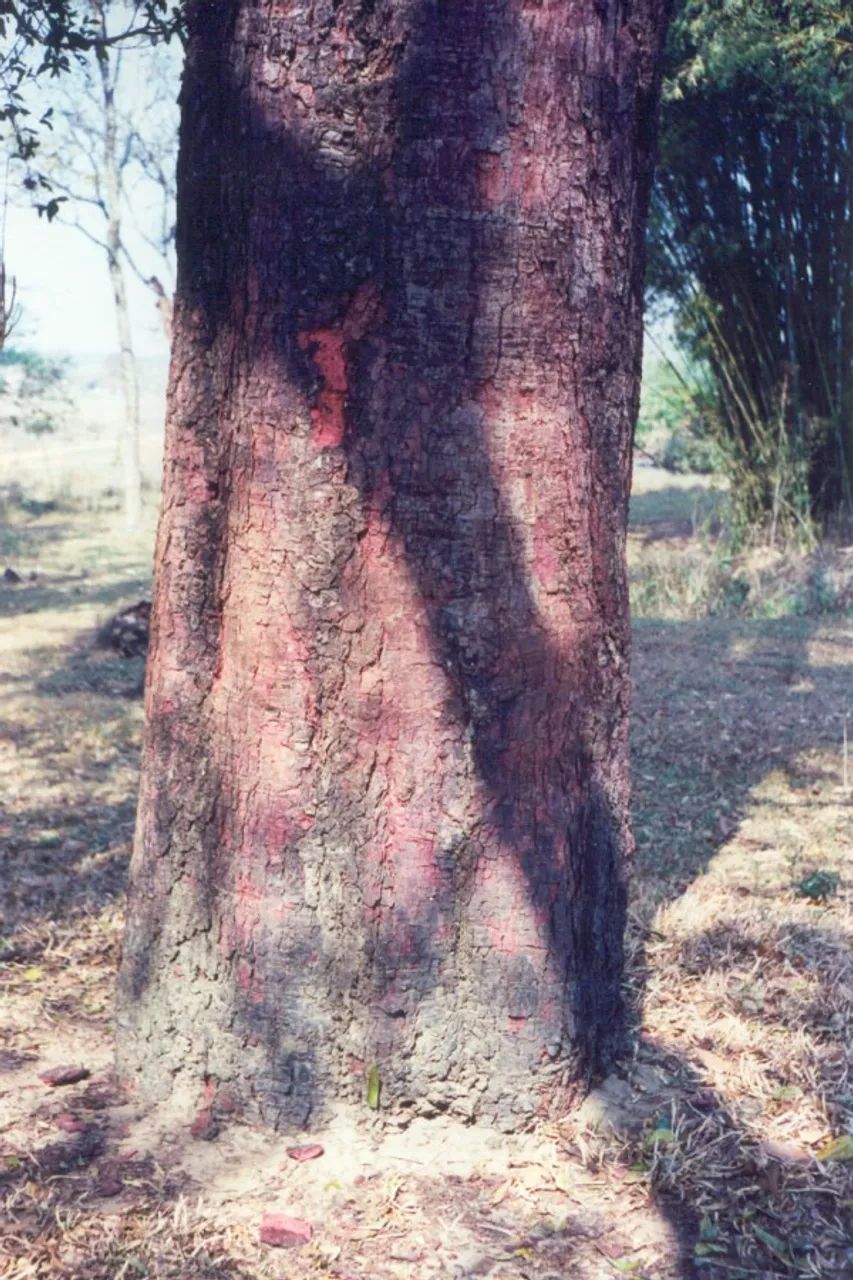 Copaiba -Copaifera langsdorffii- (Vendo muda com 50 A 60cm)