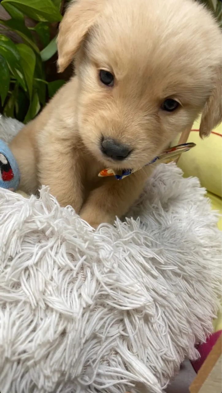 Fêmea de Golden Retriever  - Foto 5