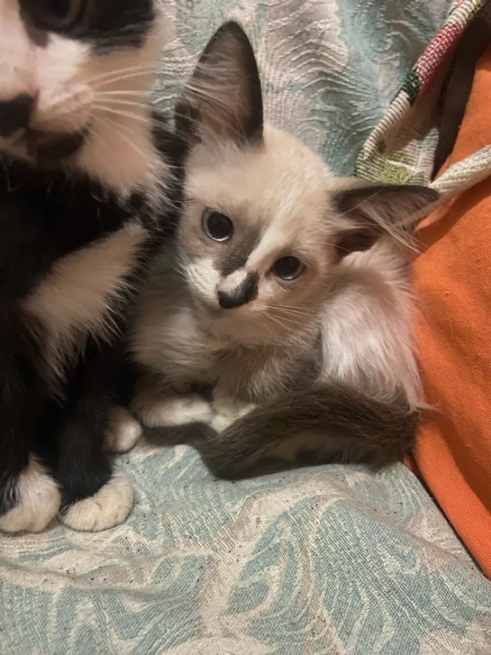 Gatinho filhote - 3 meses