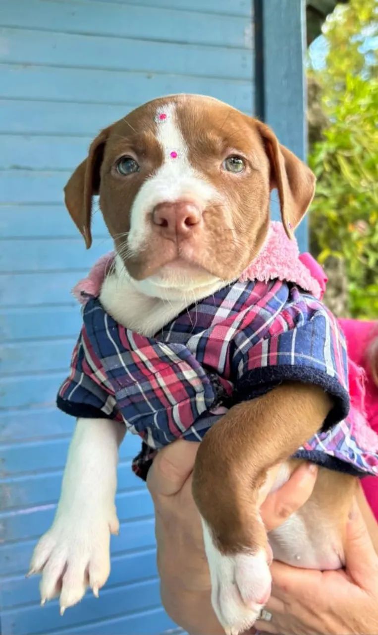 Filhote de Pitbull caramelo