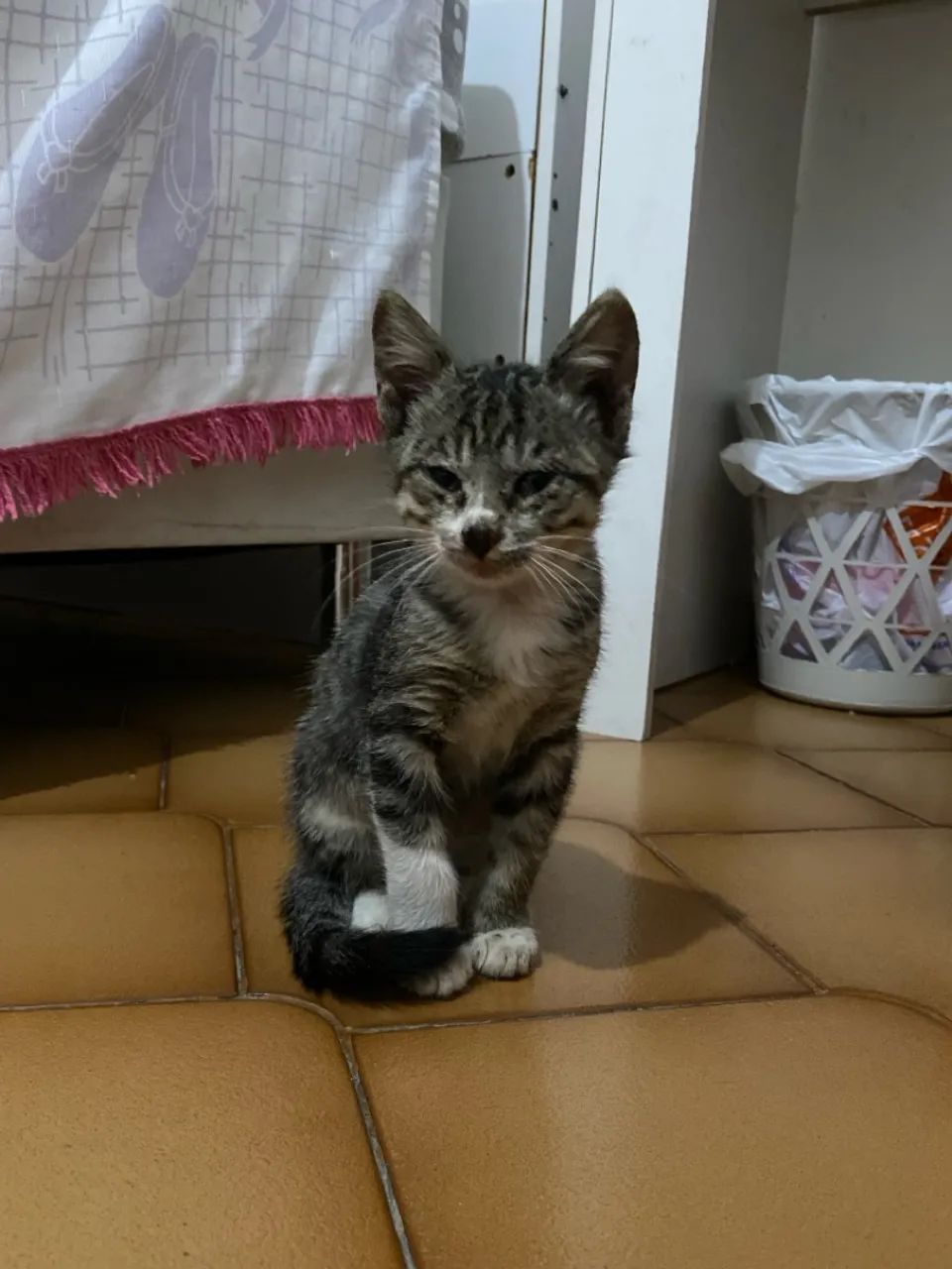 Gatinho filhote para adoção  - Foto 4
