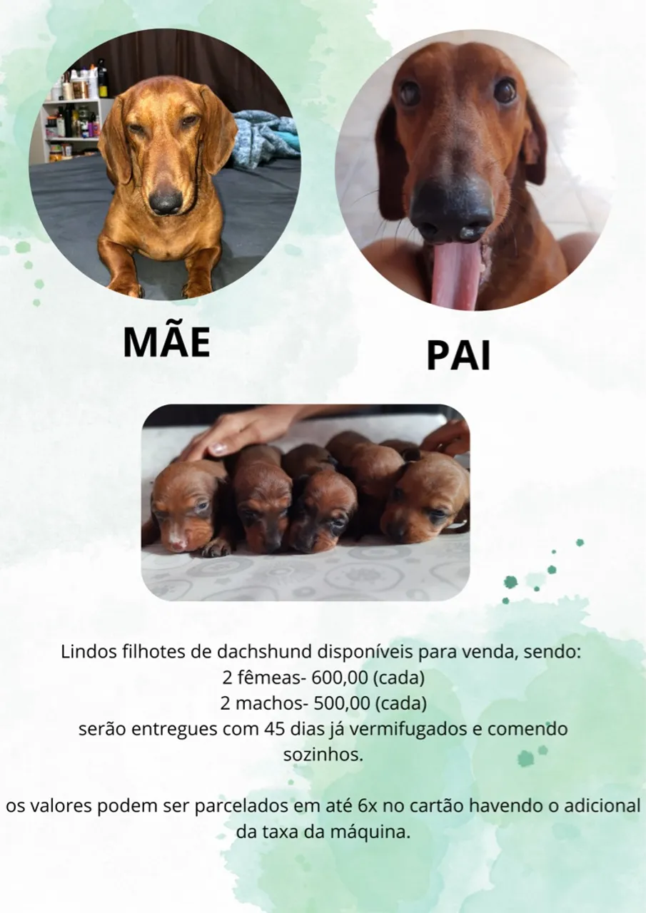 Filhotes de Dachshund disponíveis para venda