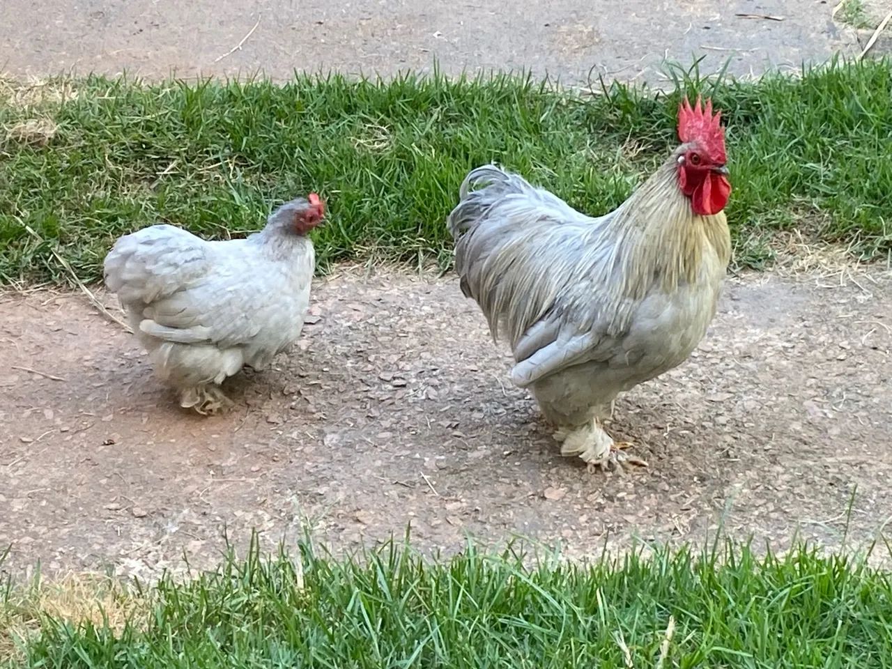 Casal de Galinha da Raça Mine Cochin Lavanda - Foto 3