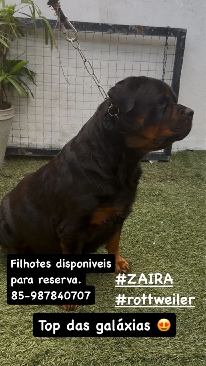 Filhotes de rottweiler com pedigree de campeão 
