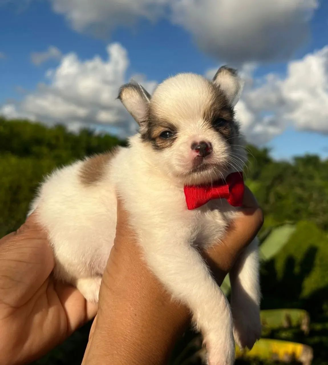 Filhote de Chihuahua pelo longo