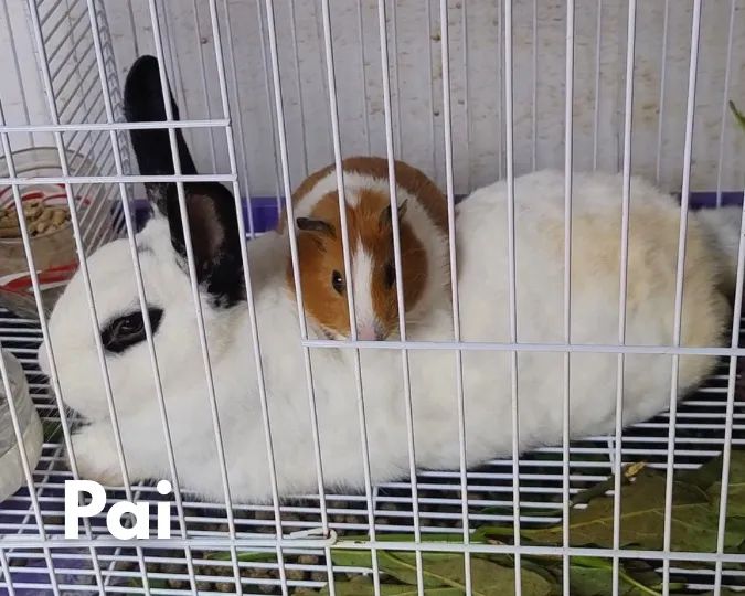 Filhote de Mini Coelho - Foto 5