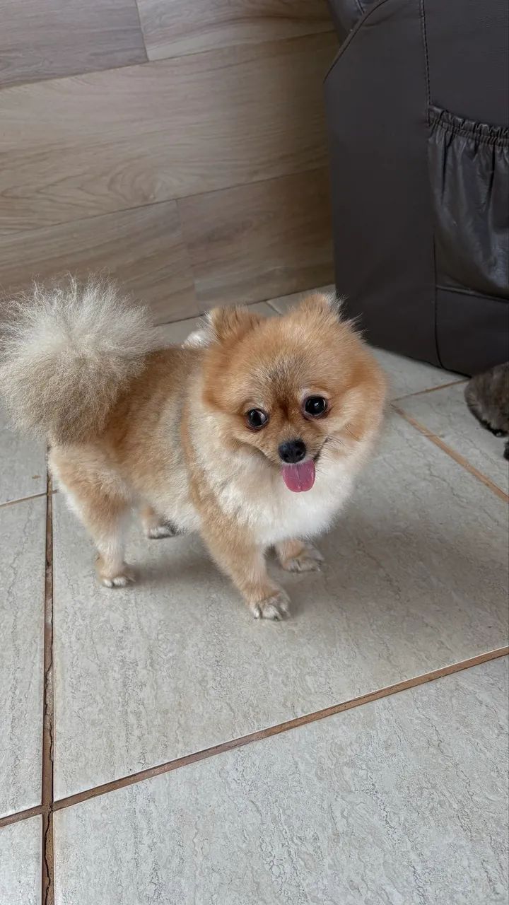 Filhote Lulu da Pomerania, Sptiz Alemão Anão  - Foto 6