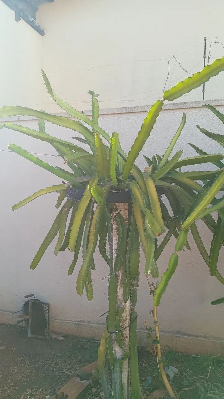 Pitaya autopolinável  - Foto 5