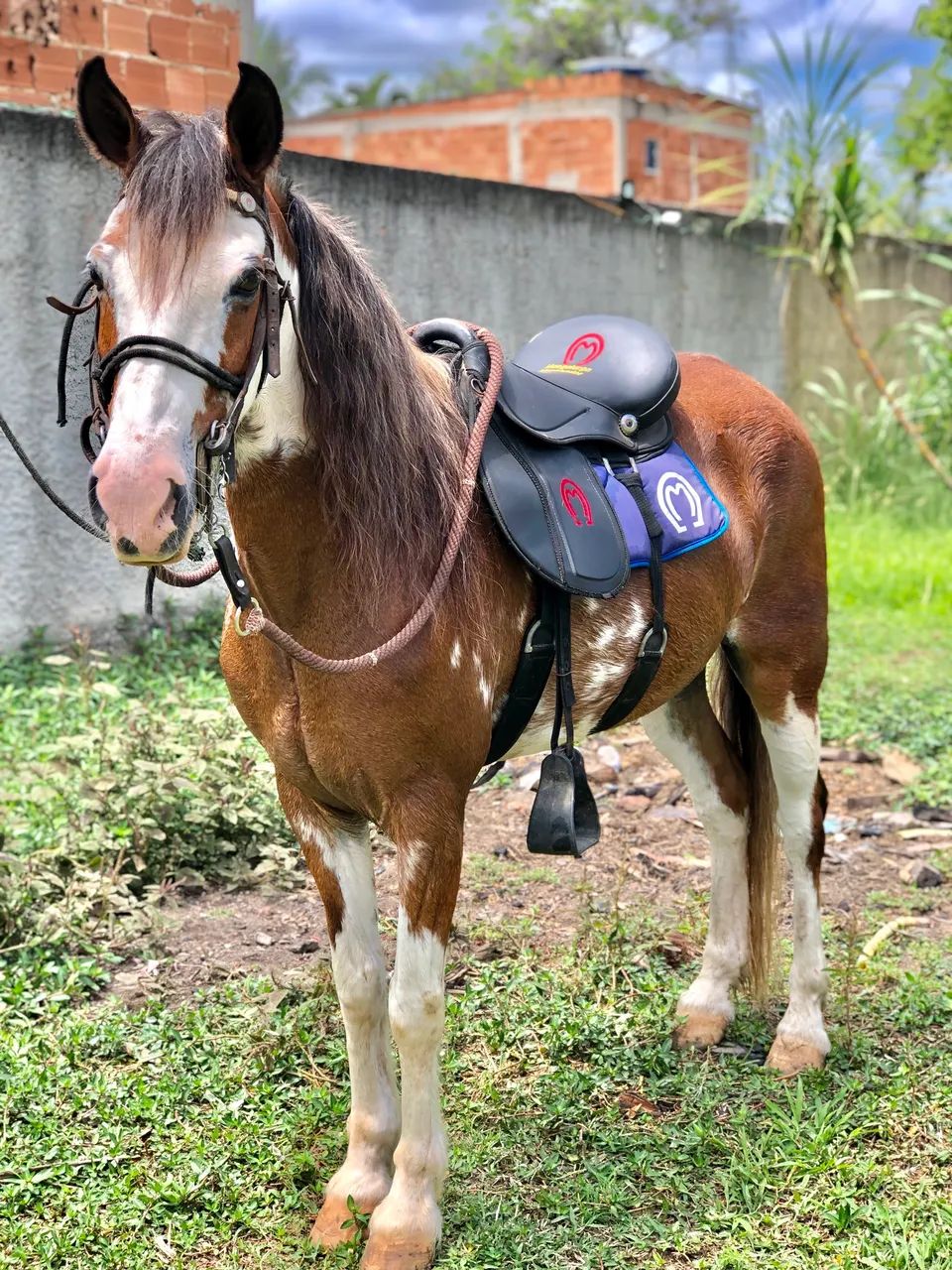 Cavalo - Marcha Picada  - Foto 3