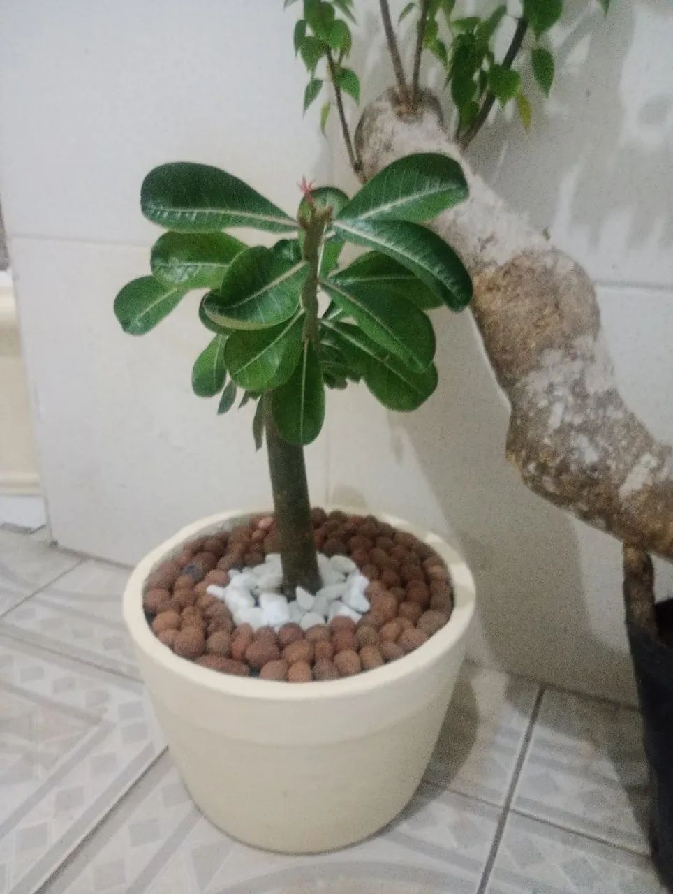 Rosa do deserto 