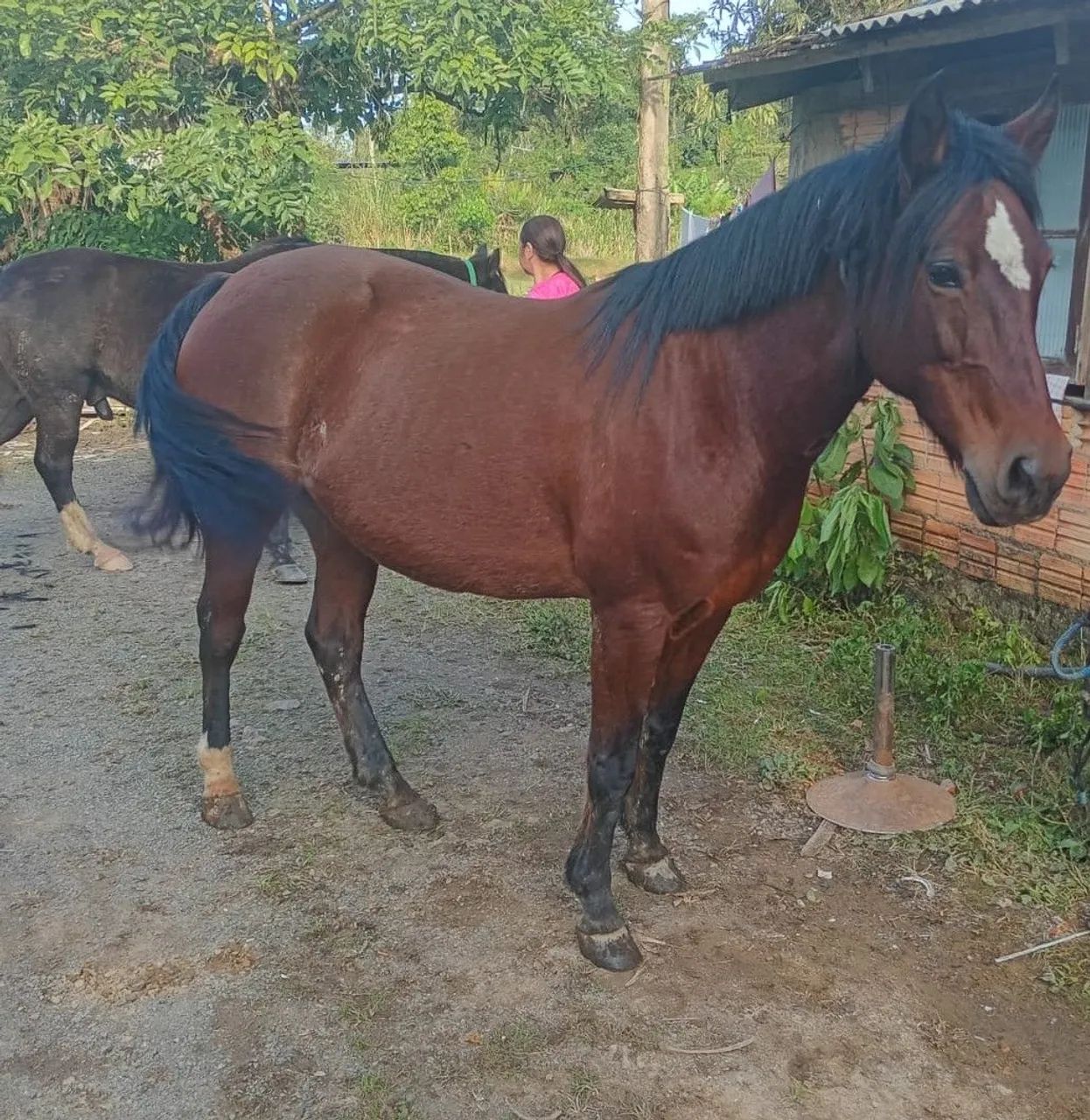 Égua crioula  - Foto 2