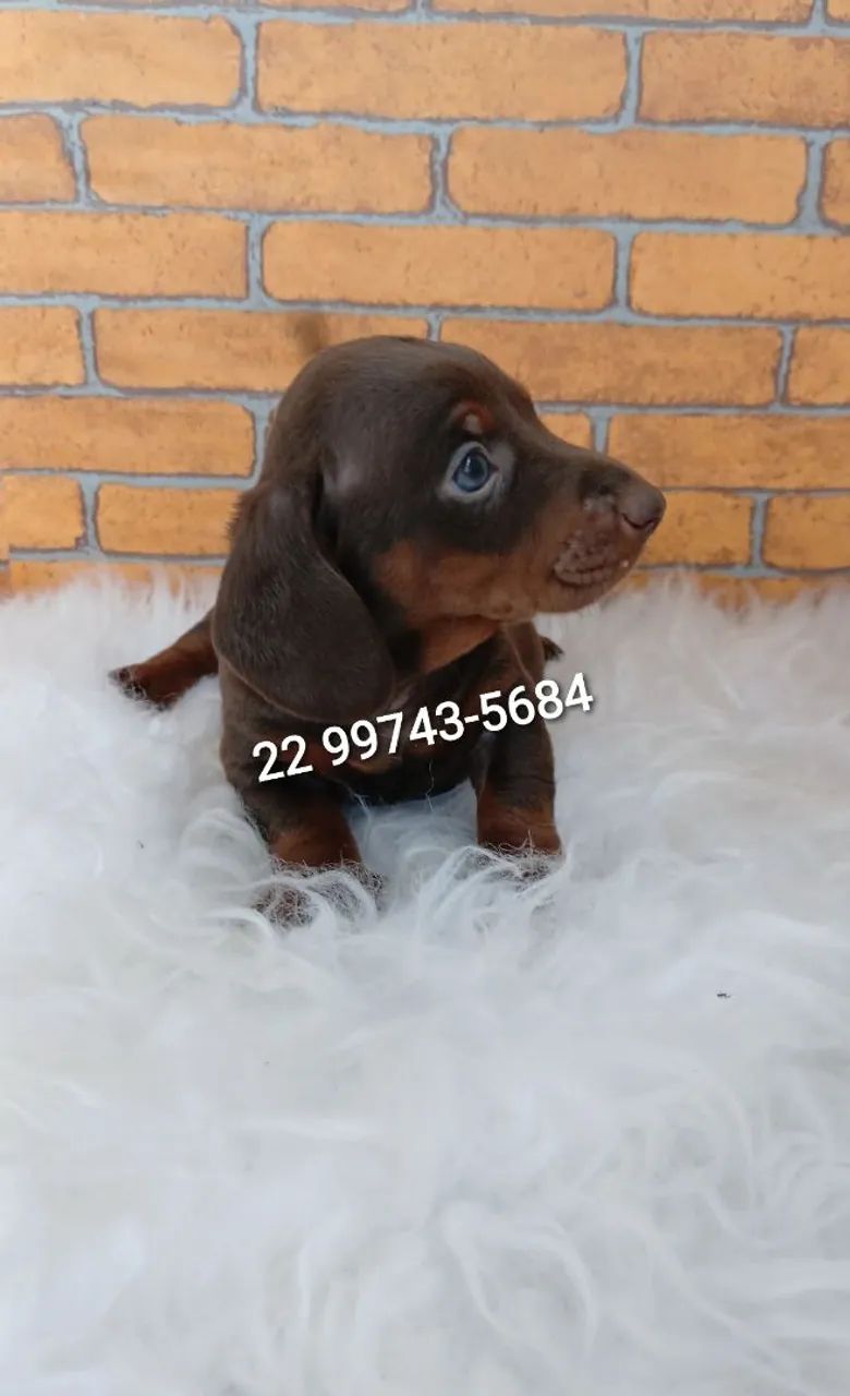 Teckel  mini - Foto 3