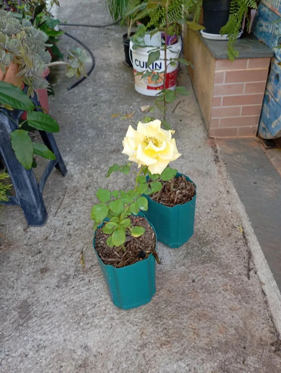 Plantas e sementes  - Foto 3