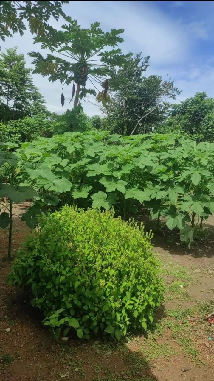 Sítio 140.000 mil - Foto 2