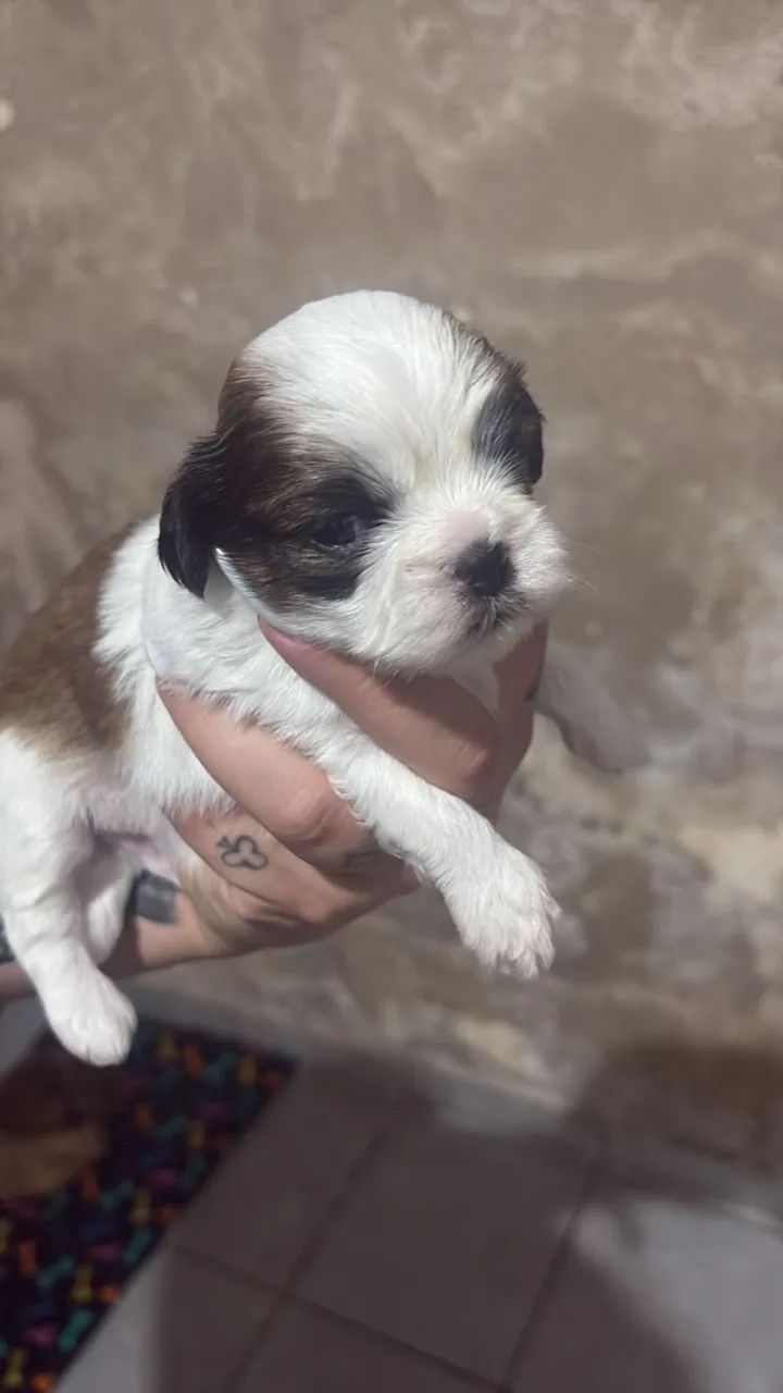 Shih tzu