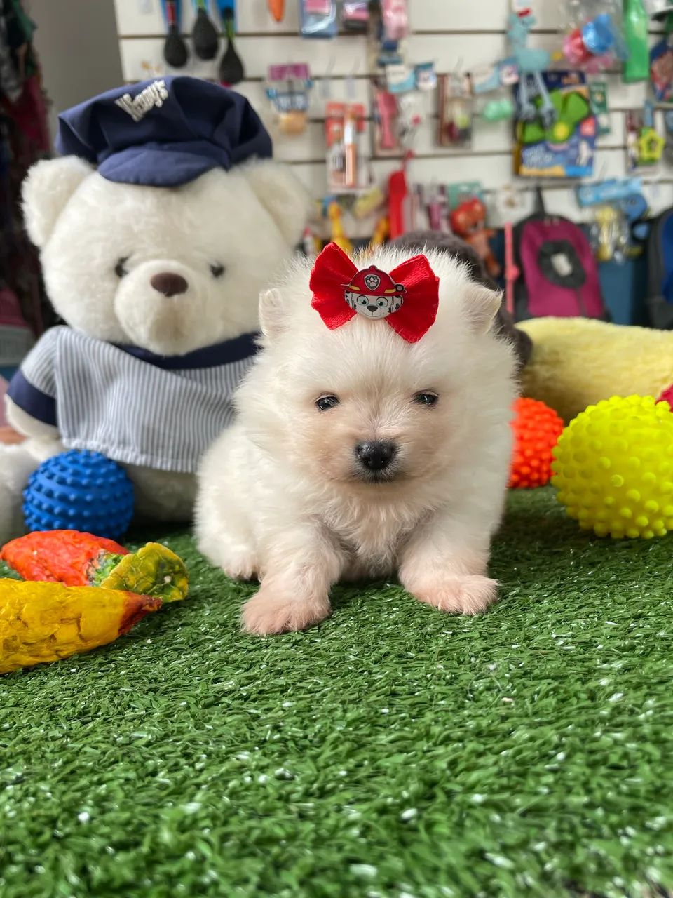Spitz alemão macho disponível $2.500,00 - Foto 3