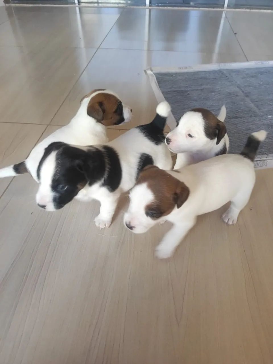 FILHOTES JACK RUSSELL - Foto 2