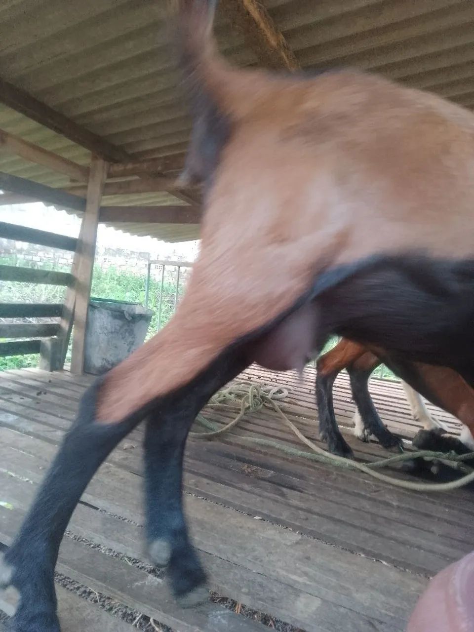 Cabra prenha de primeira cria. - Foto 2