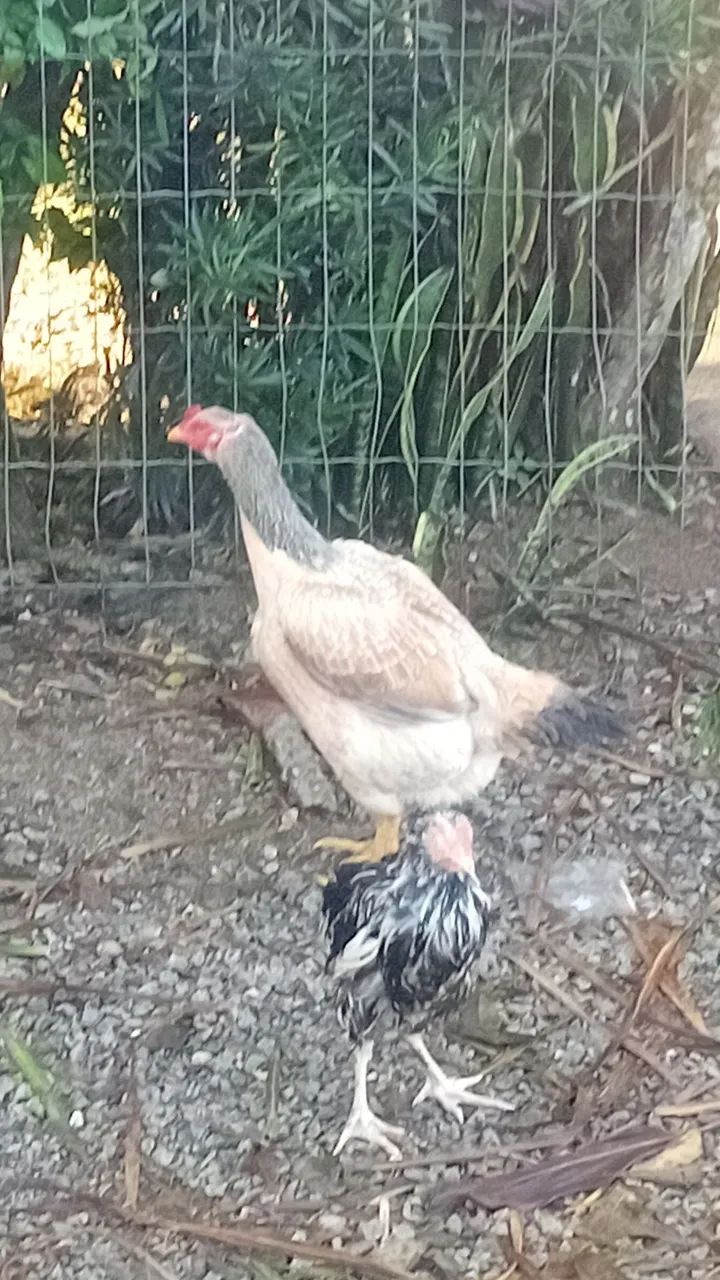 Galinha inglesa  - Foto 2