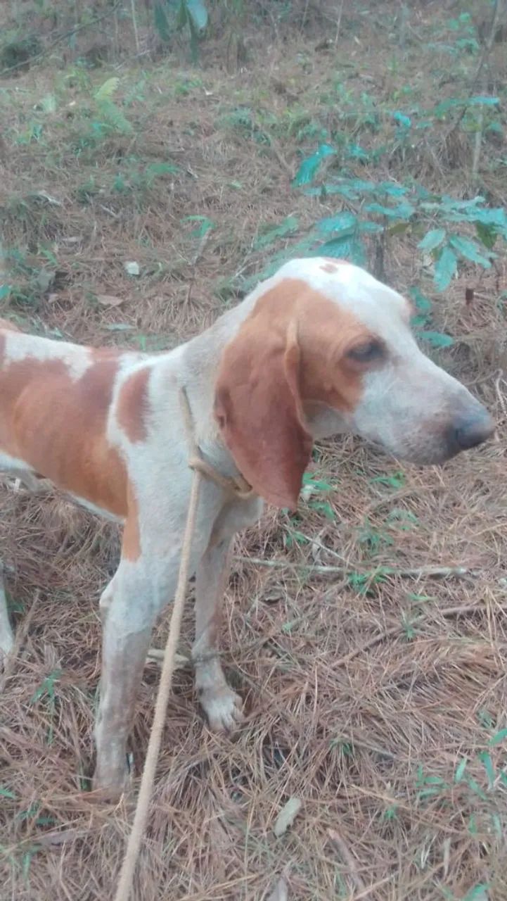 Cachorro americano 