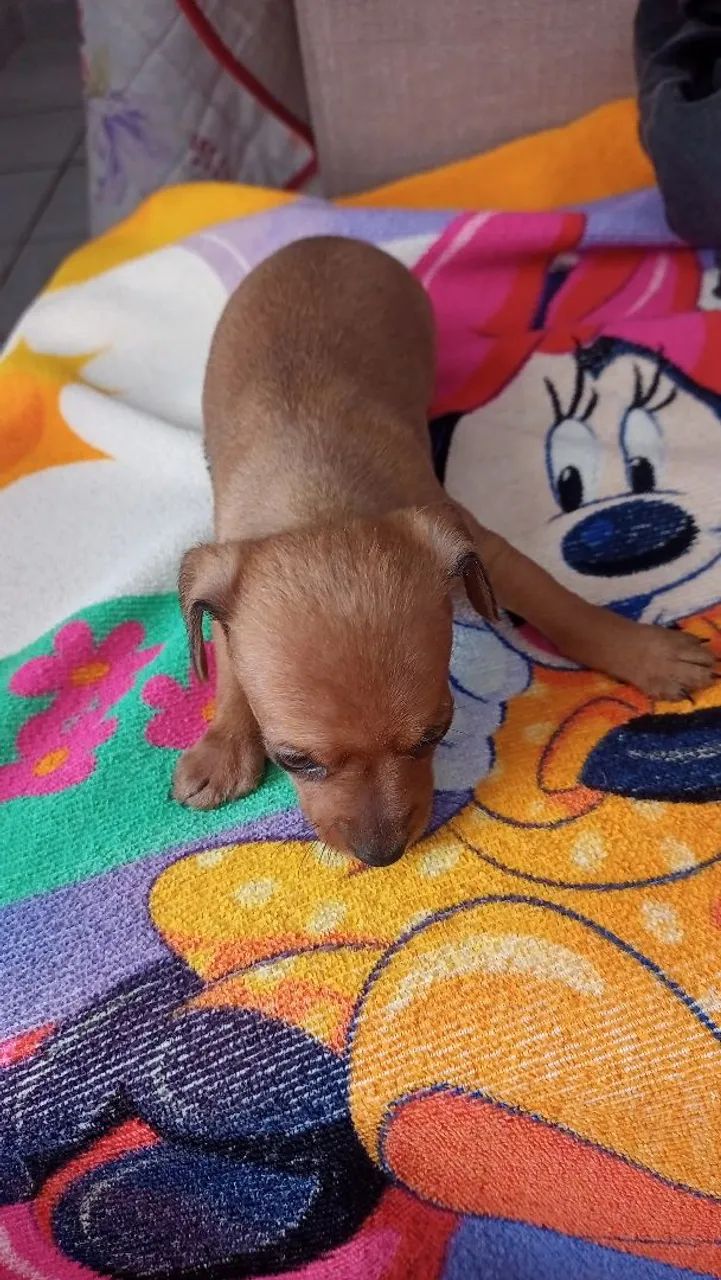 Pinscher macho número 1 - Foto 3