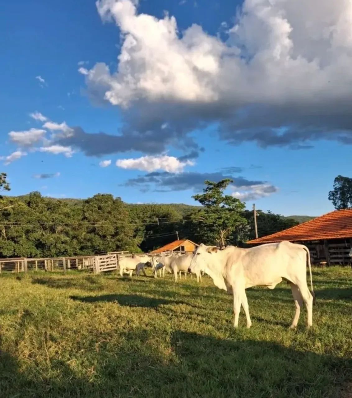 FAZENDA A VENDA - Foto 4