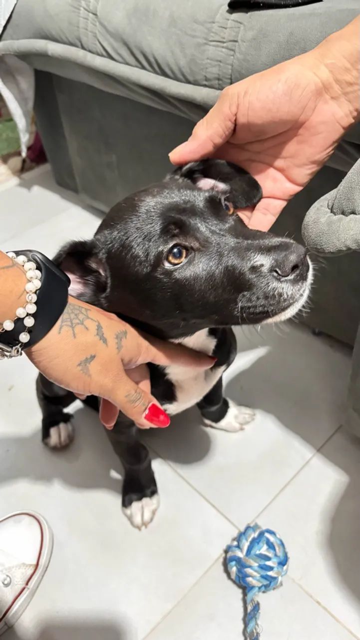 DOAÇÃO CACHORRO - Foto 2