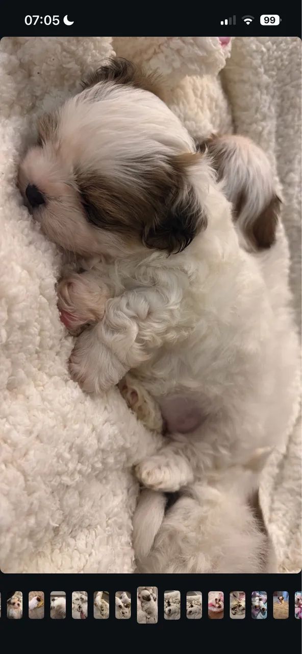 FÊMEA SHIHTZU BRANQUINHA  - Foto 3