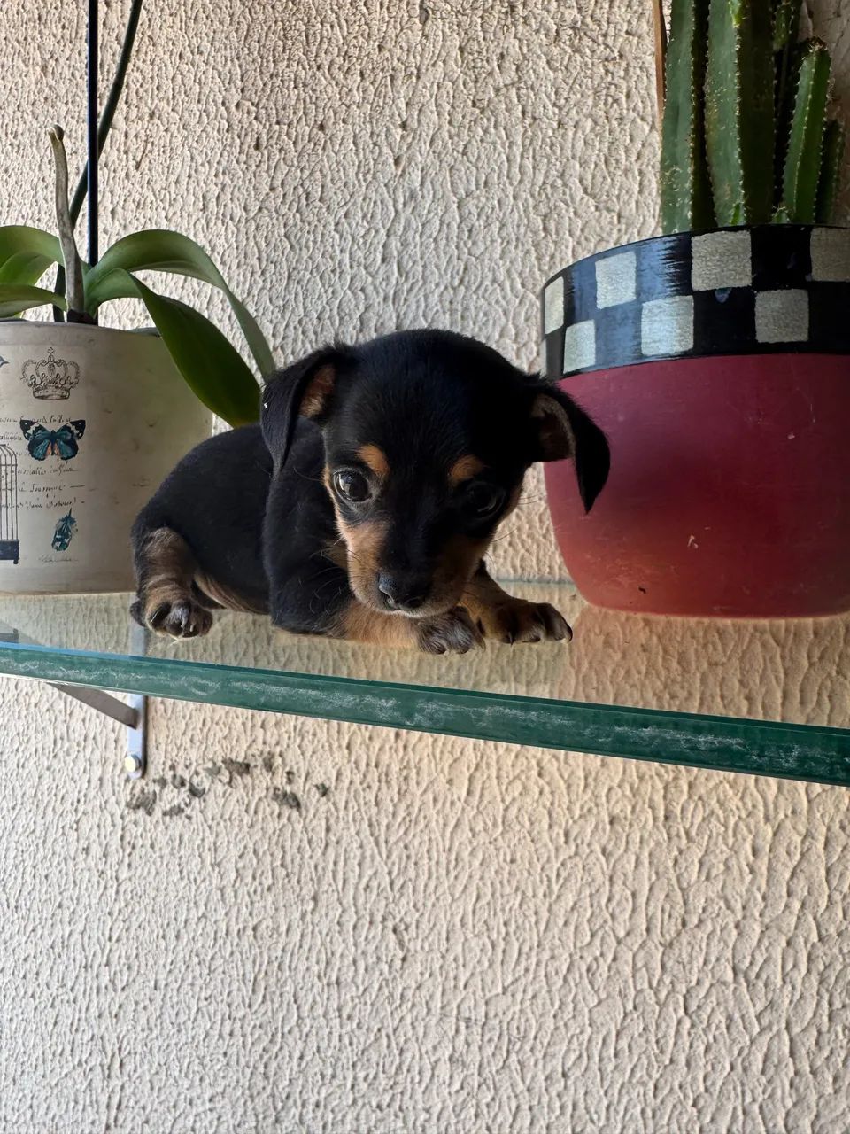 Pinscher fêmea  - Foto 2