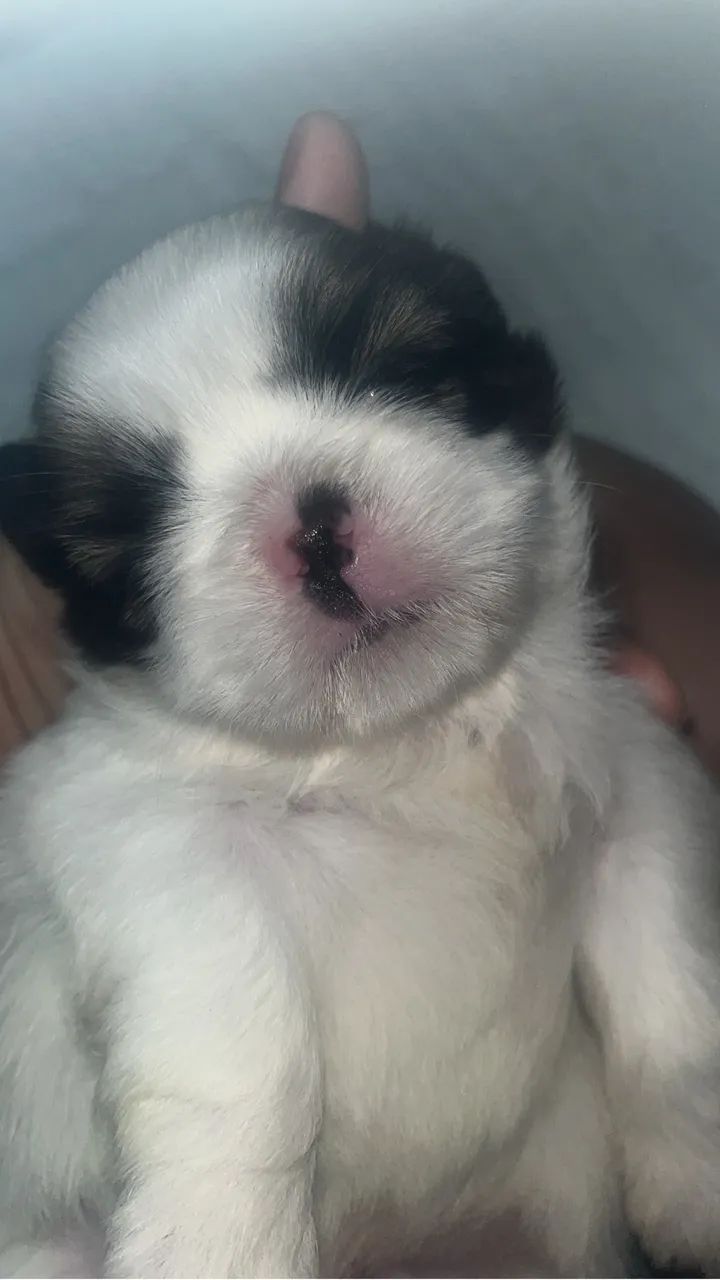 Shih tzu - Foto 3