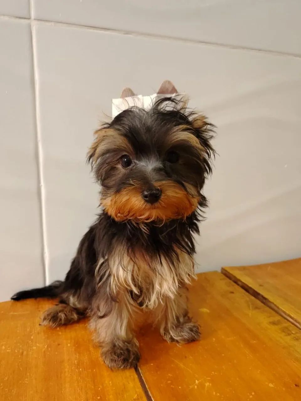 Filhote micro yorkshire terrier - Foto 2