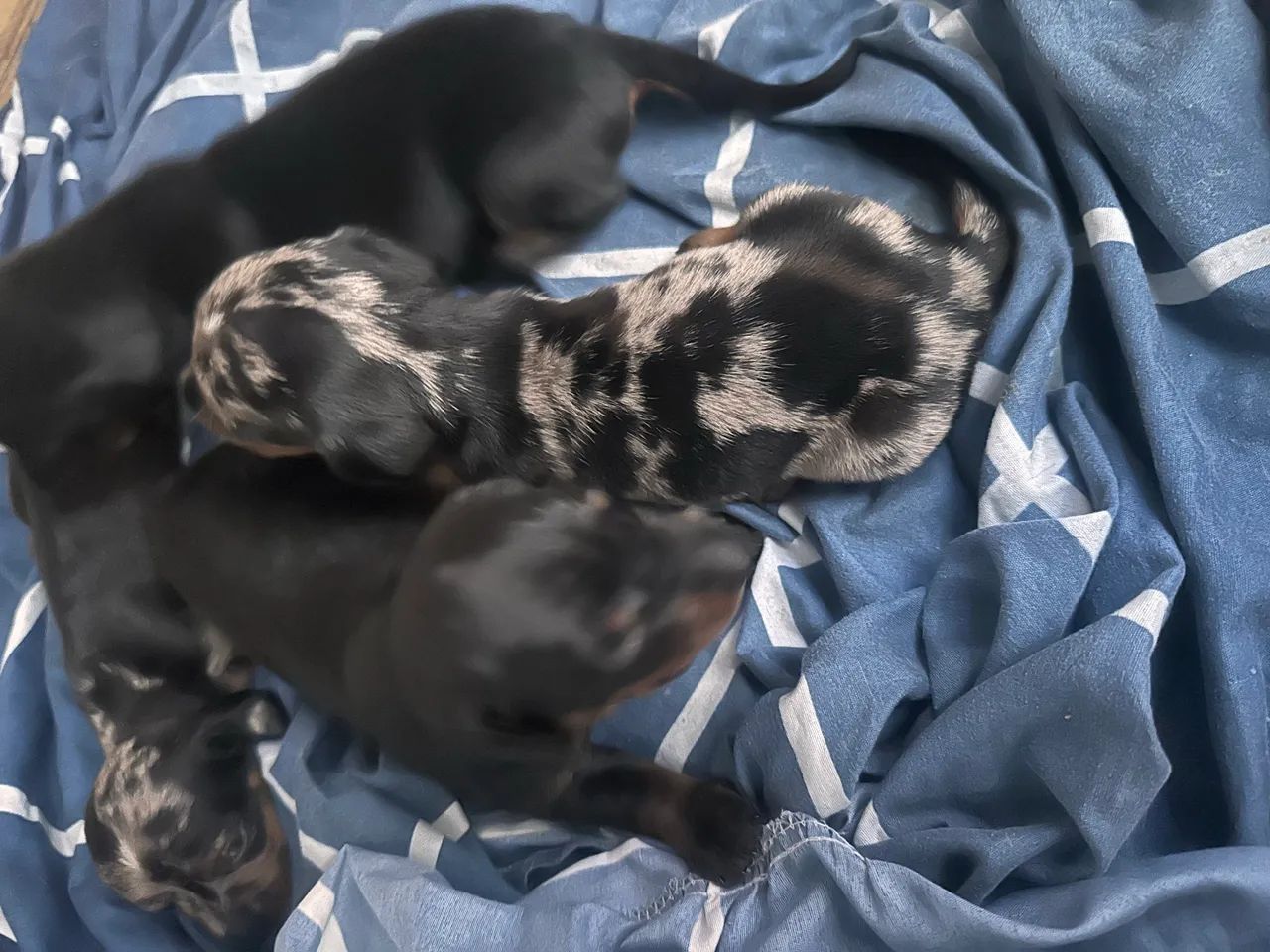Cachorros salsichas  - Foto 2