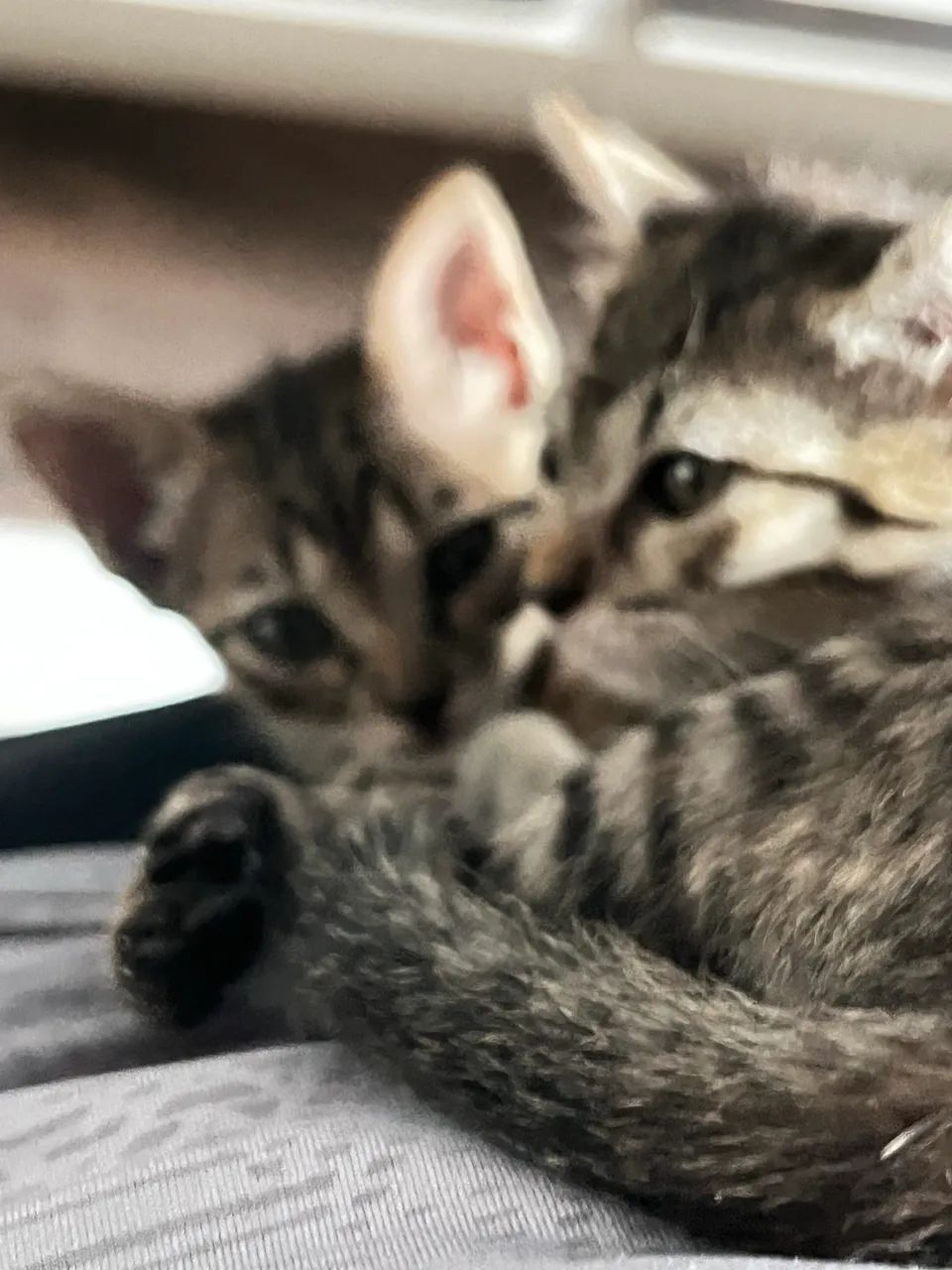 Estou doando esses gatinhos  - Foto 3