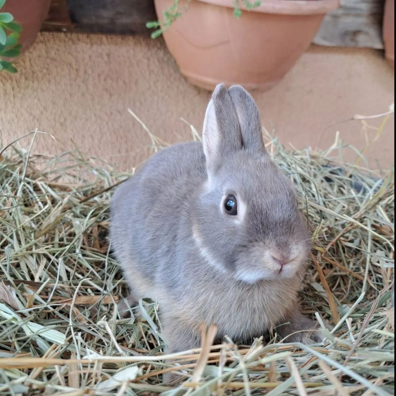 Mini coelhos anão netherland dwarf - Foto 5