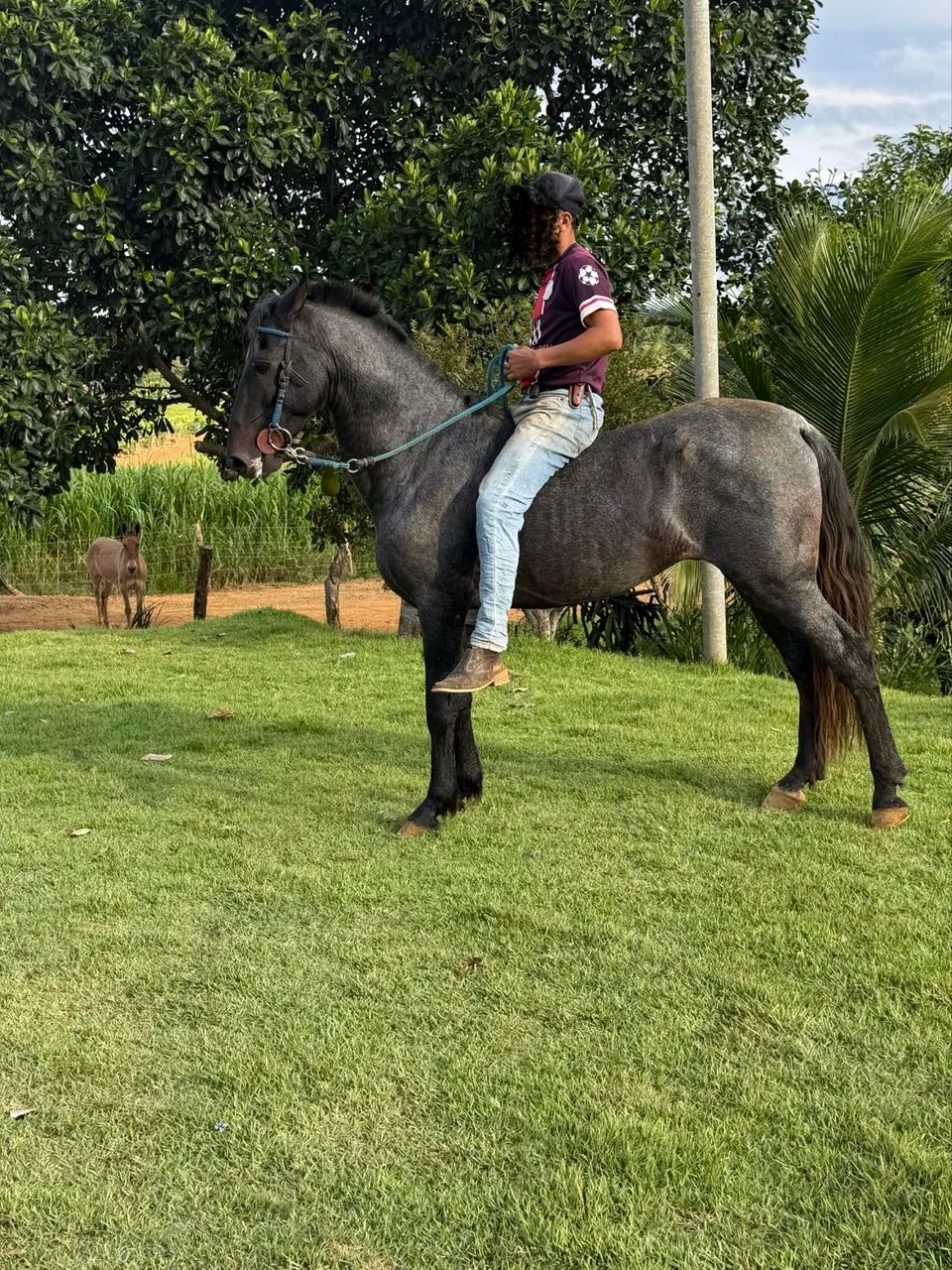Vendo cavalo registrado marcha batida  - Foto 2