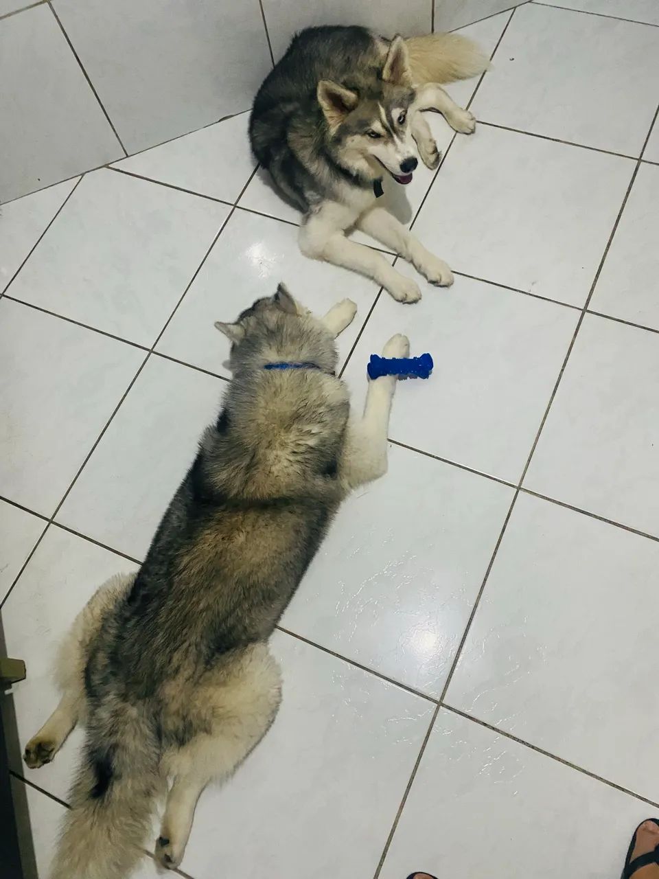 Husky siberiano - Foto 4