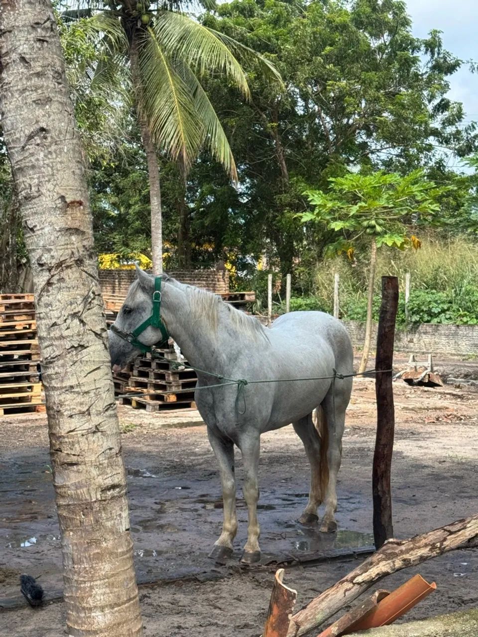 Cavalo de vaquejada de esquerda  - Foto 4