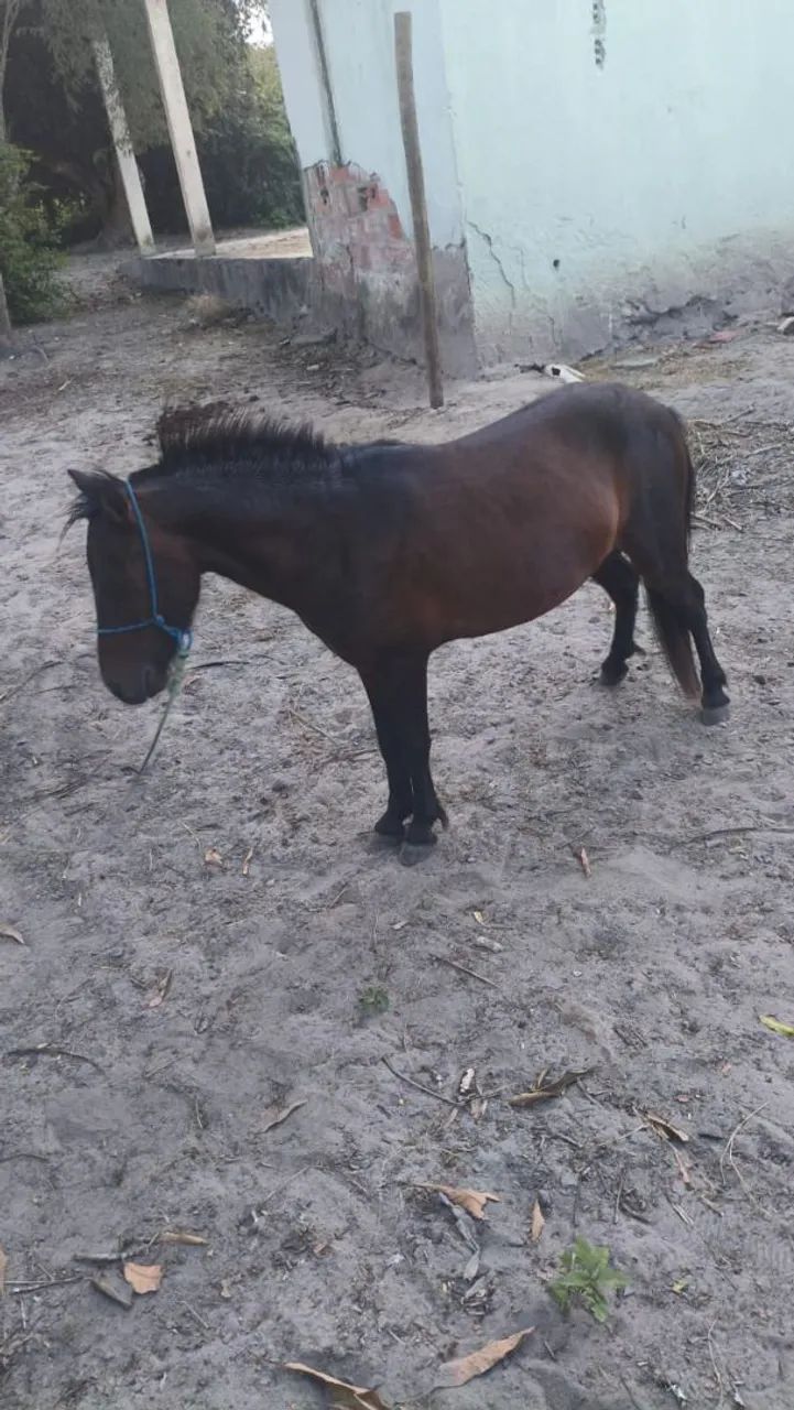 Pônei macho - Foto 2