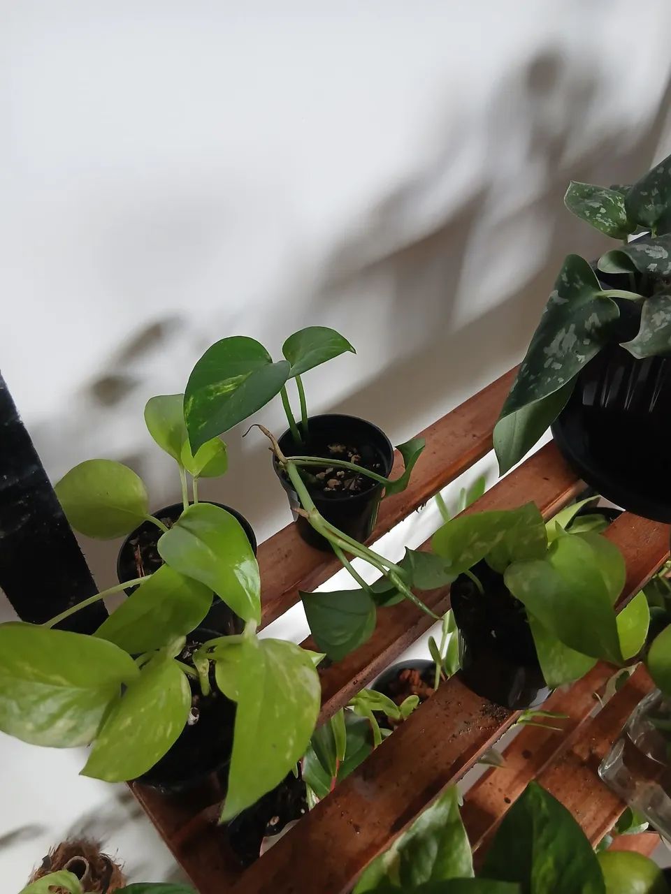 Plantas - Foto 5