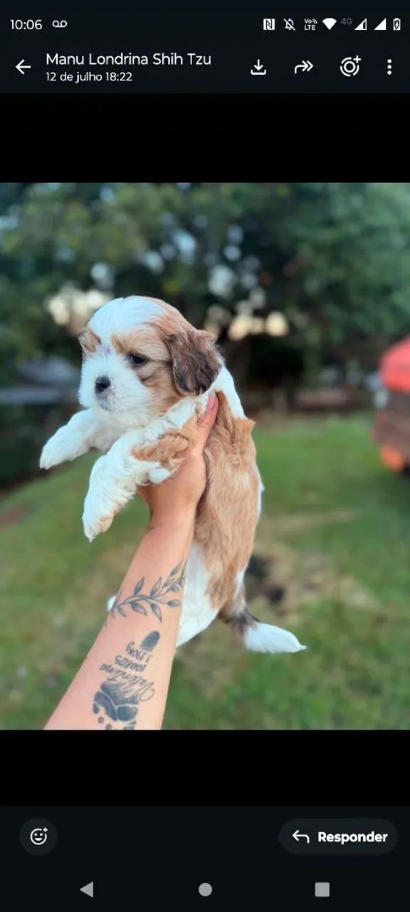 Shihtzu macho e fêmea  - Foto 2