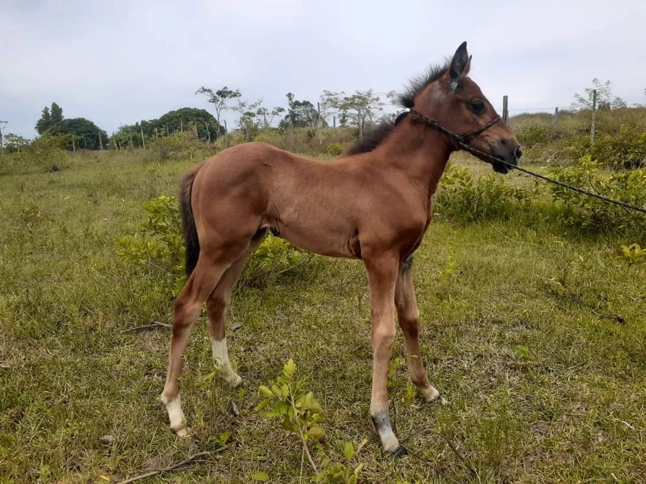Égua e potra QM - Foto 6