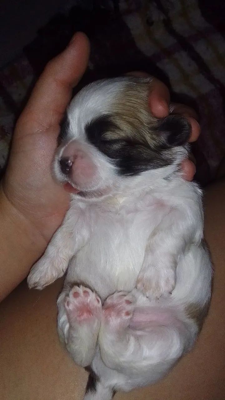 Shih Tzu Mini - Foto 4