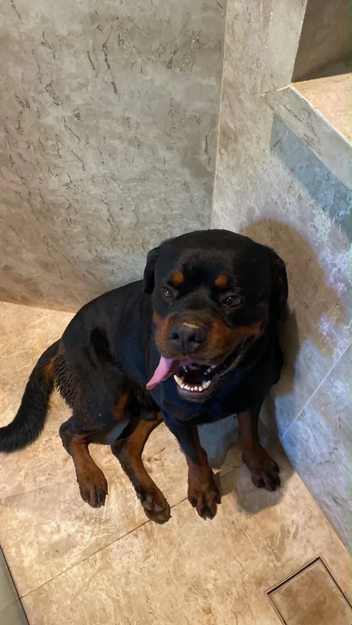 Rottweiler Filhotes - Foto 3