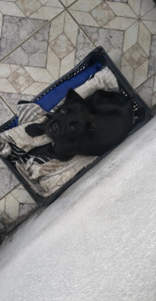 Cachorro  - Foto 5