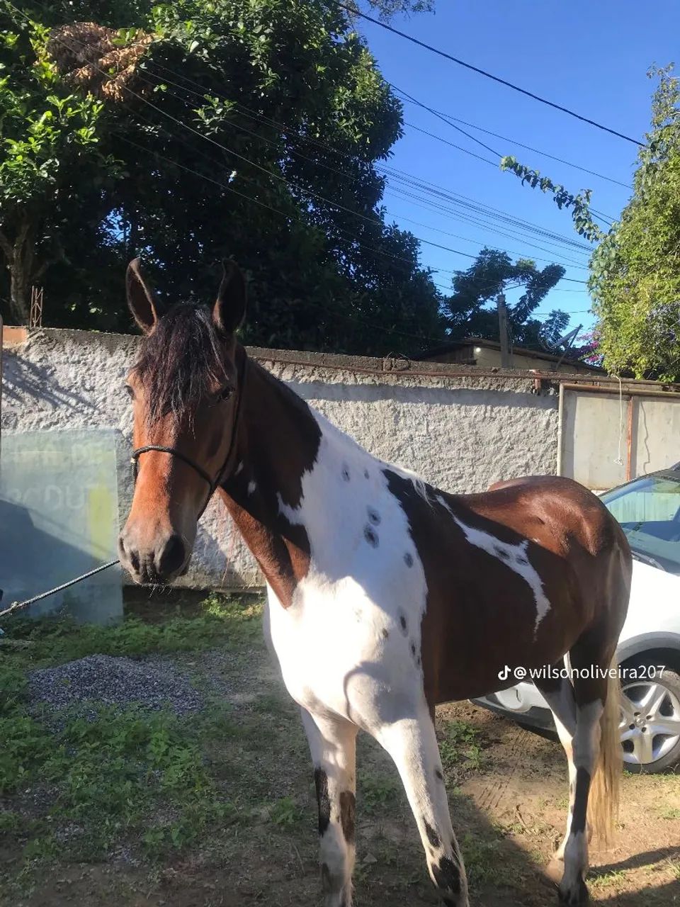 Cavalo Mangalarga Machador  - Foto 5
