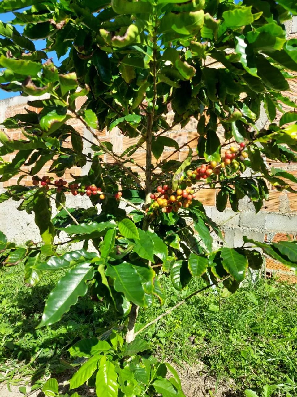 Mine Chácara em Salgado - Foto 3